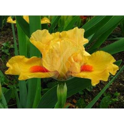 Carrot Cupcake IMG_5202